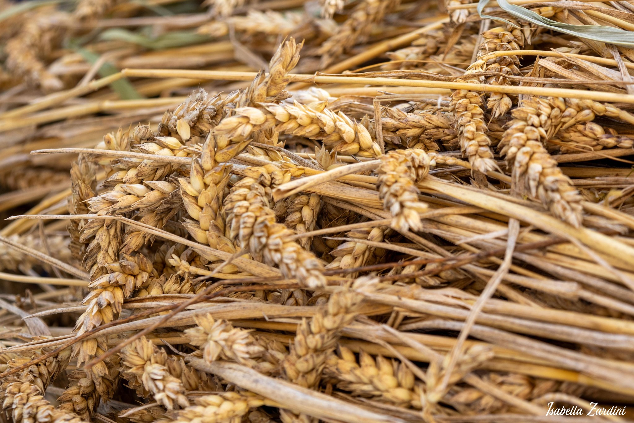 518416582_739787688746397_5574811485628784377_n